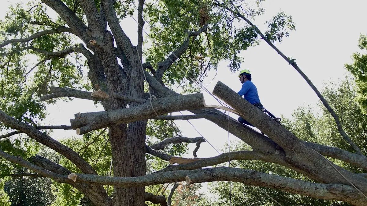 Professional Crown Thinning performed by certified arborists in Marshall